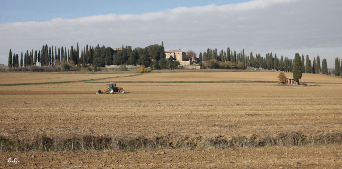 aglione di valdichianna