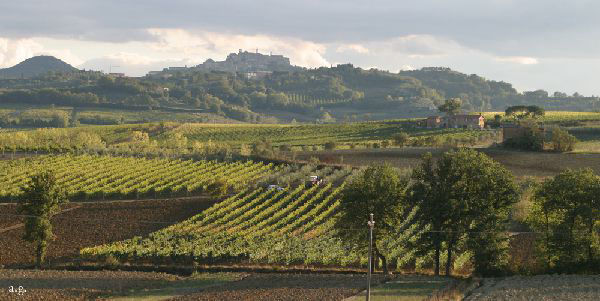 aglione