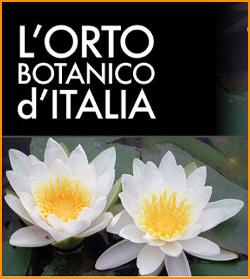 aglione